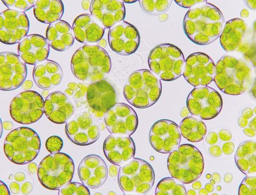 microalgas-nutricion-salud_2BLOGHLA